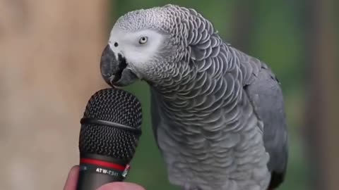 Talking parrot 😎