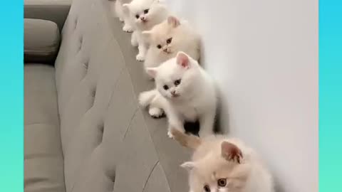 Cute and adorable cats video