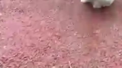 Cute puppies is run very fast