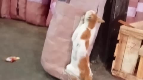 happy dancing cat