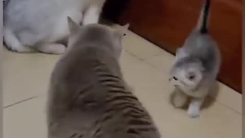 Funny animal fighting moment