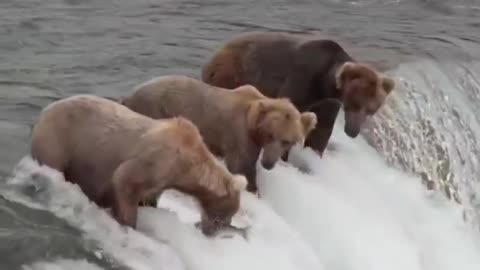 Brown Bear Shows Off Its Fishing Skills