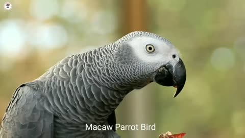 Amazing wildlife bird macaw Parrot | 4k ultra hd Video