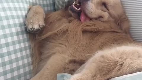 funny animals. It's so funny to see this dog feeling so tired