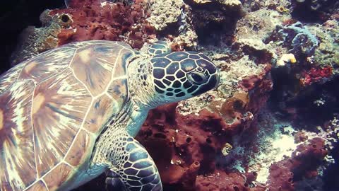 A cute turtle swimming in the ocean