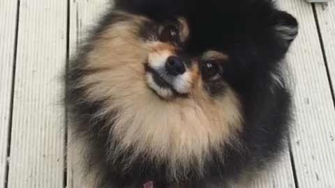 Adorable Pomeranian head tilts