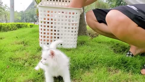 Cute kittens enjoy a weekend picnic