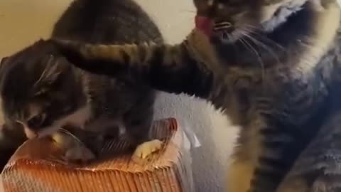 Best animals funny videos|cats and dog fight scene 2023