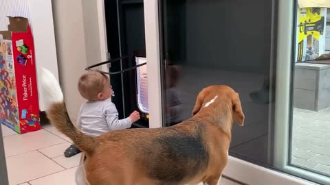 Beagles and Baby Compilation CUTE!