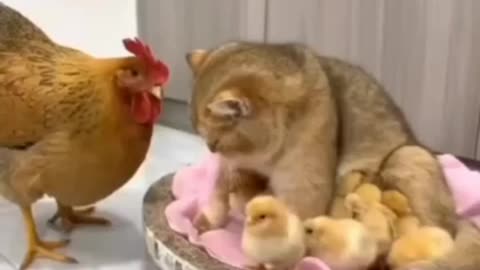 "Fluffy Babysitter: Adorable Cat Overwhelmed by Playful Chicken Chicks! 😻🐥"