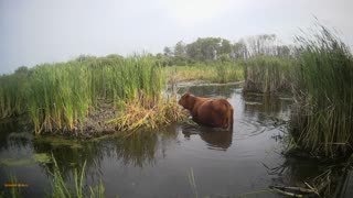 cow in the water