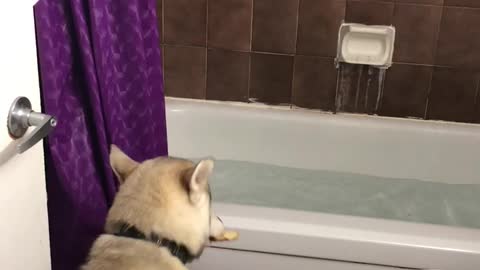 Husky conquers fear of water by fetching slice of pizza