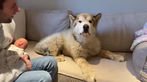 Phil The Malamute Dog Meets Newborn Baby For The First Time Ever!! (He cries!!)