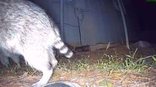 Around The House: Raccoons