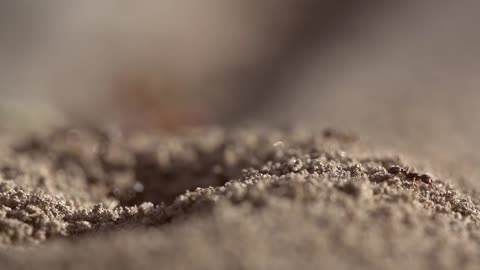 Ant Hill Close Up (Free to Use HD Stock Video Footage)
