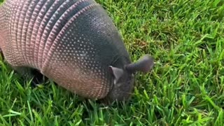 Armadillos