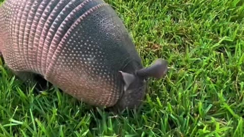 Armadillos