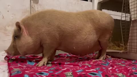 Rescued Mama Pig & Baby Piglet Talking to Each Other