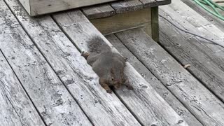 Backyard Squirrel 'Sploots' for Food
