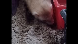 Up close ferret digging in sand!!