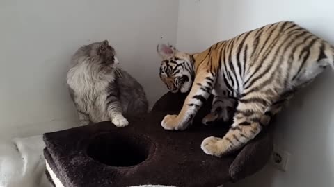 Tiger cub playing with a house cat!