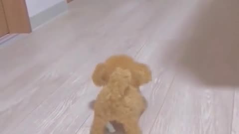 funny scared dog