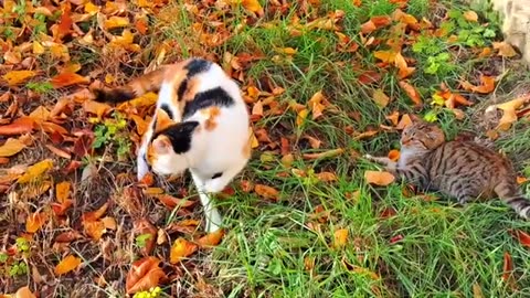 The cat fights with the kitten. These cats are so cute.