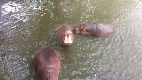 Feeding the Hippo