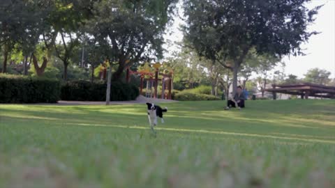 Cute Dog In Garden : play with fun try to jump higher The Only Cute Dog In Garden