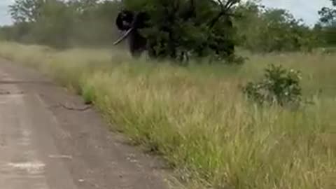 Bull Elephants fighting and destroying a tree