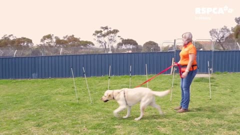 How to teach your dog to walk on a loose lead