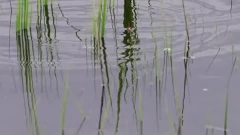 Redfish smashes topwater gurgler.