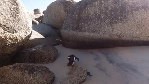 Penguins swimming and preening