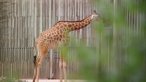 UK Breaking News Illuminati Baby Giraffe Born