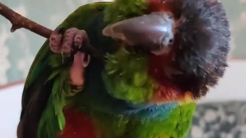 Baby Parrots #parrots_lover