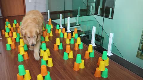 Dogs Tries the Cup Obstacle Course Challenge