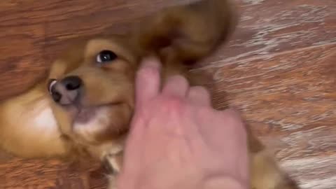 Cute dog video in us