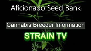 Aficionado Seed Bank - Cannabis Strain Series - STRAIN TV