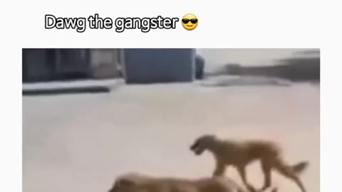 Dogs power🐕🐕🔥🔥🔥