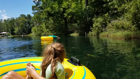 Close Call with Alligator Rainbow River