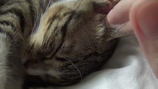 A Cute Sleepy Kitten