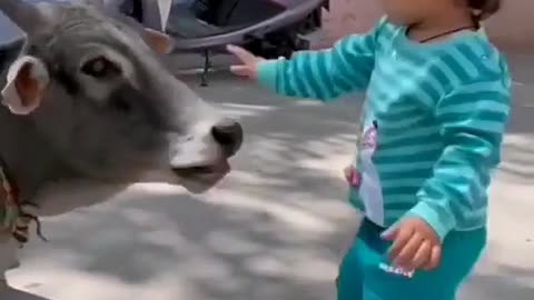 Cow eating a food giving a cute liitte boy