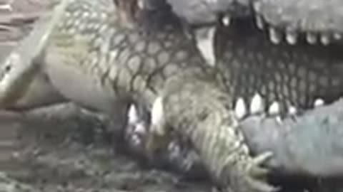 Crocodile Fights and Eats Crocodile