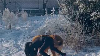 Tibetan Mastiff is not easy to catch !