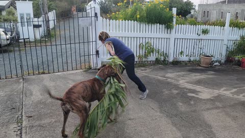 Great Dane fun palm 1