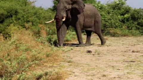 Elephant vs Elephant Fight - Raw footage