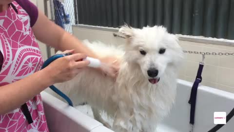 Dog hair grooming very funny movement