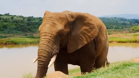 Elephants are a giant animal that..