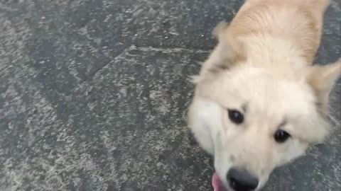 Puppy meeting - Puppies show love to their owners and friends