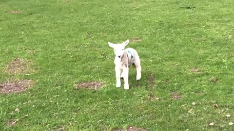 Cute Baby Lamb